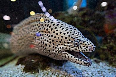 恐怖主题合作FPS新作《Phantom Line》发布新预告